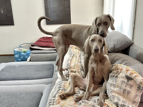 あぐらワンコと4足立ちワンコ