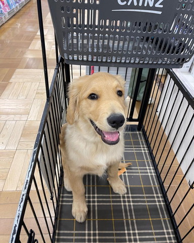 カートに乗ってるワンコ