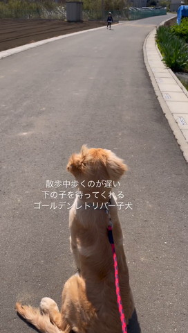 遠くを歩く女の子を待つワンコ