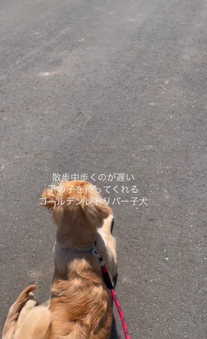 伏せしてるワンコ