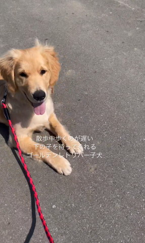 伏せしてるワンコ正面