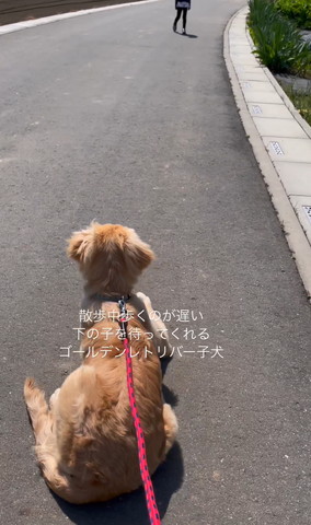 伏せしてるワンコと歩いてくる女の子