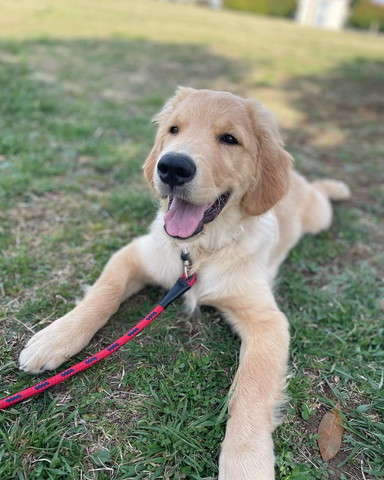 芝生で笑顔のワンコ