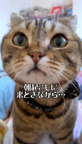 起こしに来た猫左側見てる