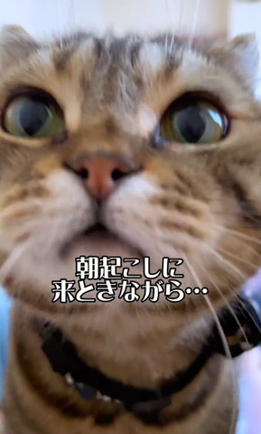 起こしに来た猫左側見てるアップ