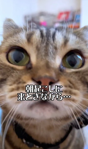 起こしに来た猫正面アップ