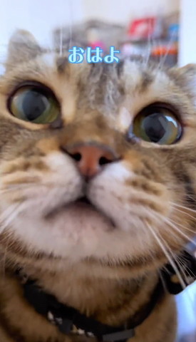 おはよテロップ