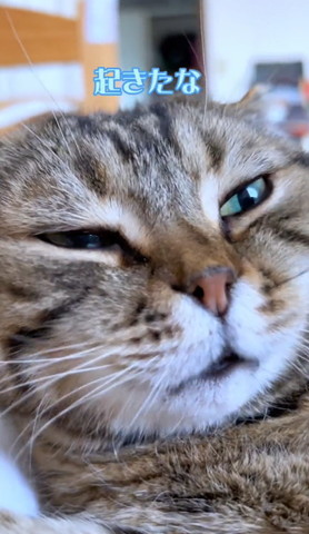 起きたなテロップ