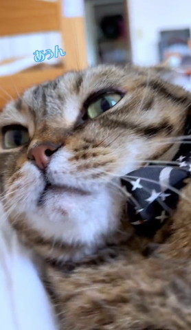 あうんテロップ