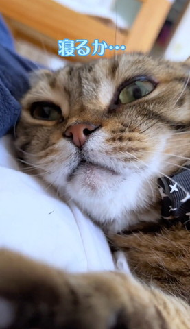 寝るかテロップ