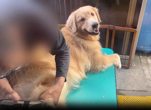 足の毛刈るお父さんと笑顔で振り返るワンコ