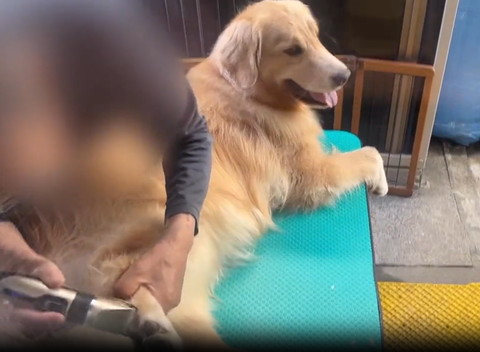 足の毛刈るお父さん右見てるワンコ