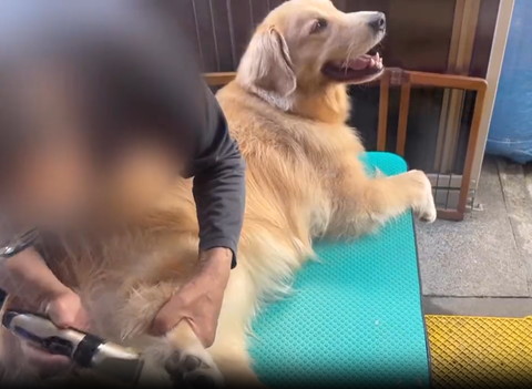 足の毛刈るお父さん上見てるワンコ