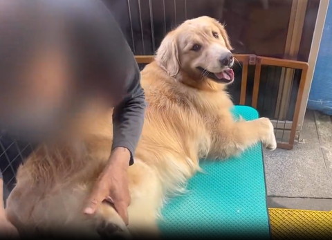 後ろ足持つお父さんと笑顔で振り返るワンコ