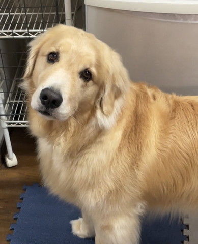 首傾げてるようなワンコ