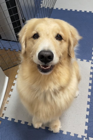 笑顔でお座りワンコ