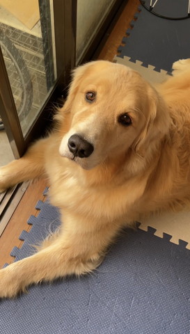 夕日に染まるゴールデン