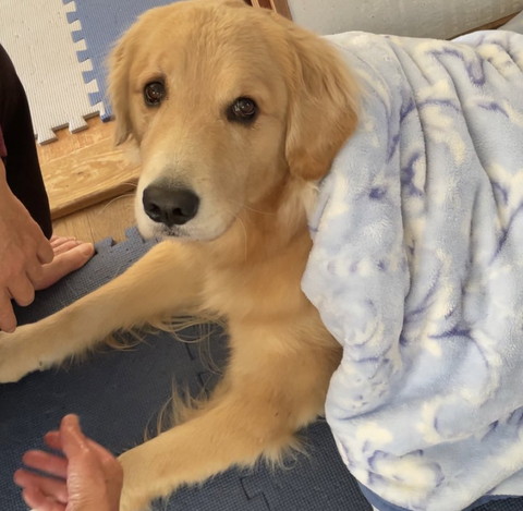 毛布かけたワンコ