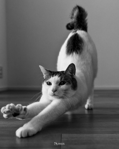 ストレッチしてる猫