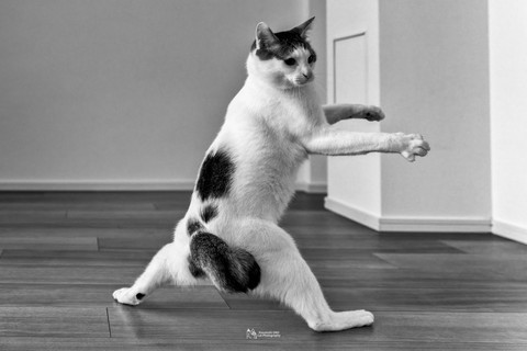 武闘家みたいな猫