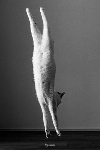 飛び降りる猫のお腹