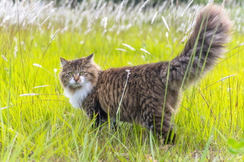 しっぽがもふもふ猫ちゃん屋外