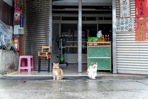 お店の前に猫2匹