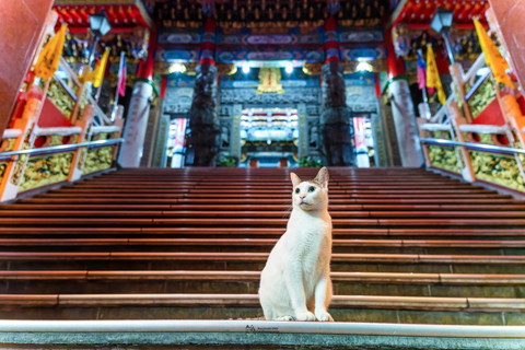 竜宮城のような場所にいる猫