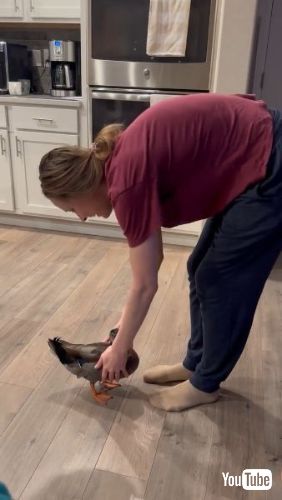 リベンジするアヒル