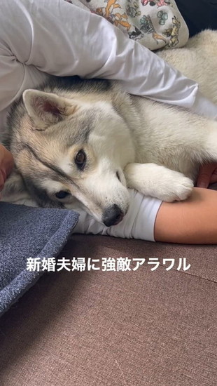 横になった犬