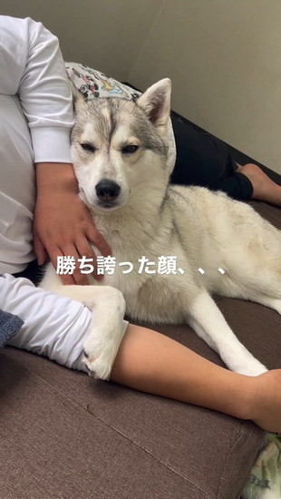 気持ちよさそうな犬