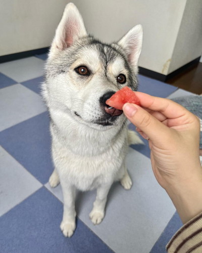 スイカを見る犬