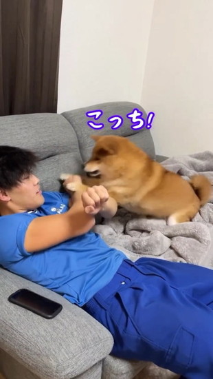 飛びつく犬