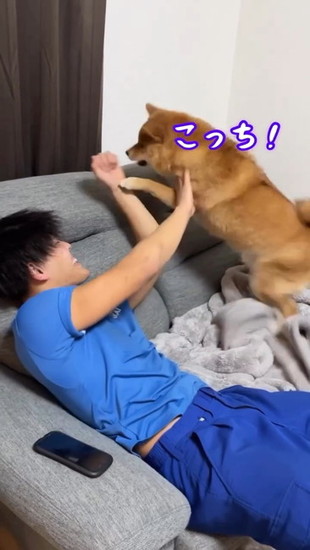 手に飛びつく犬