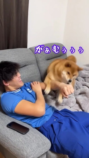 手を追いかける犬