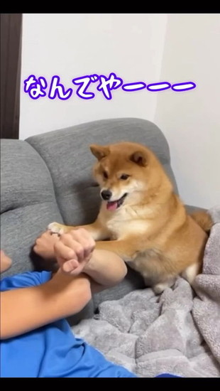 右手を触っちゃう犬