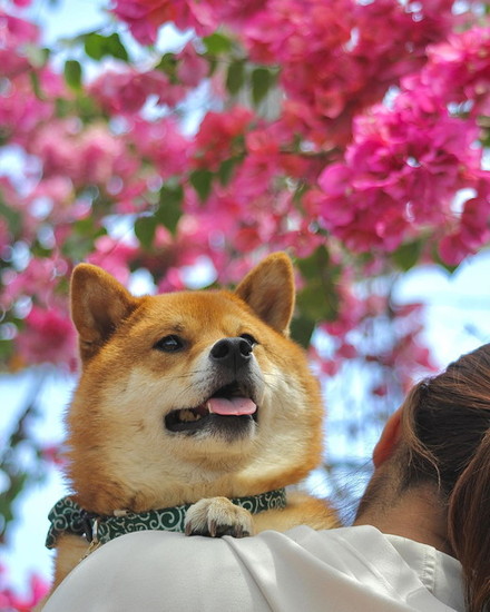花と犬