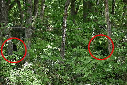 自衛隊　自衛官を探せ　クイズ　問題