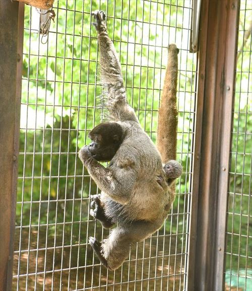 ウーリーモンキーの母と赤ちゃん