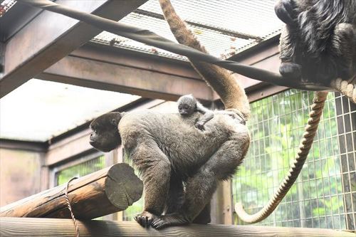 ウーリーモンキーの母と赤ちゃん