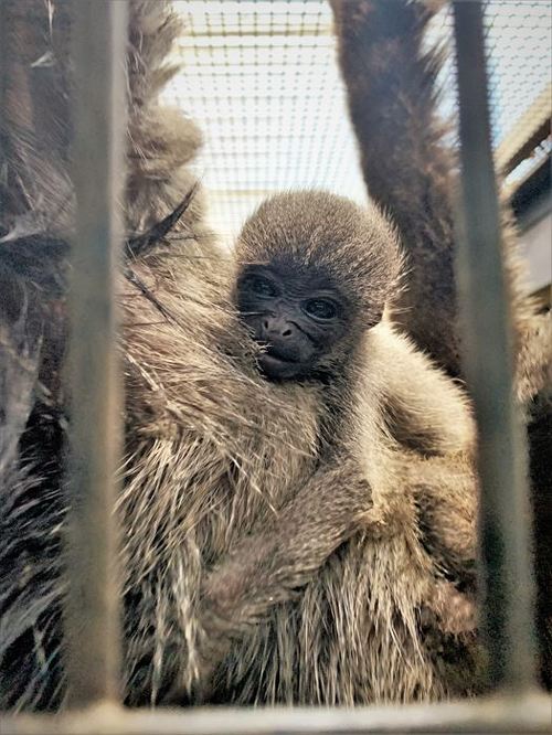 ウーリーモンキーの母と赤ちゃん