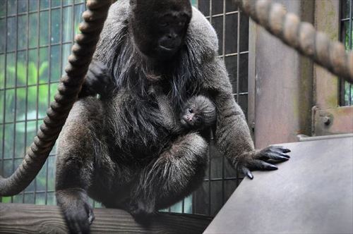 ウーリーモンキーの母と赤ちゃん