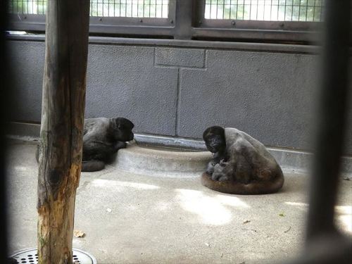 ウーリーモンキーの母と赤ちゃん