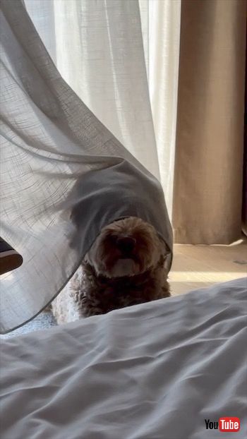 カーテンに隠れているつもりの犬