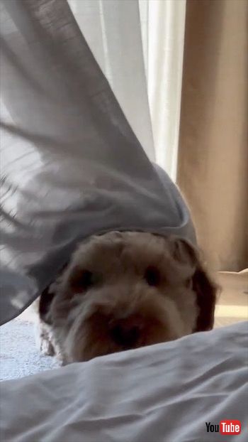 カーテンに隠れているつもりの犬