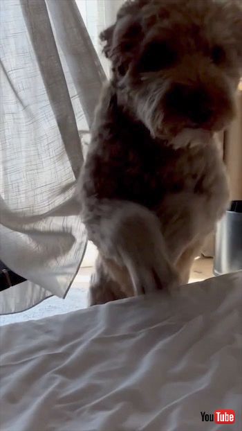 カーテンに隠れているつもりの犬