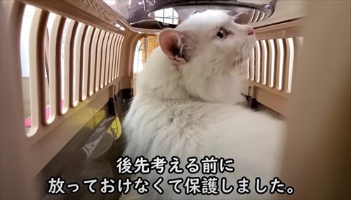 おじいちゃん猫を保護してDIY