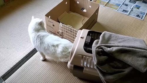 おじいちゃん猫を保護してDIY