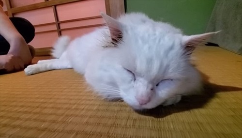おじいちゃん猫を保護してDIY