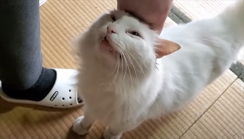 おじいちゃん猫を保護してDIY